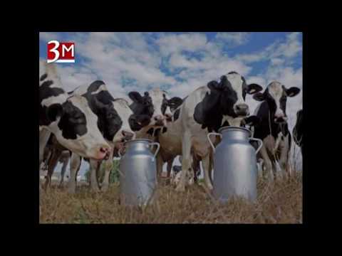 Dnevnik TV 3M Ub - Policija na raspolaganju građanima i prelevmani za mleko 7.12.2016. god.