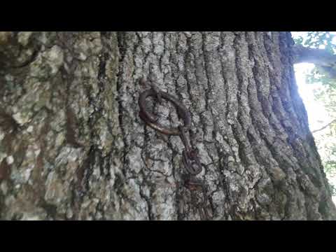 Setting a 110 conibear trap squirrel G&G Outdoors