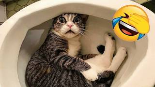 愛らしい猫と犬 2026 🐕 トイレで驚きの瞬間 | かわいいペットチャンネル