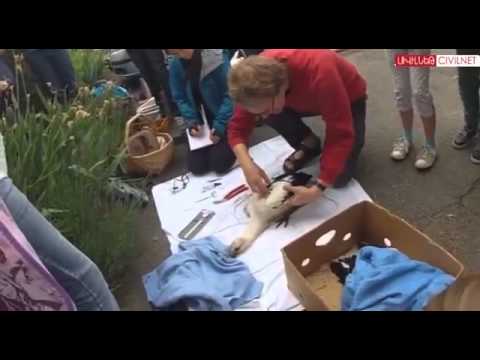 Armenian Storks Fly the Nest -- Reportage by CivilNet on AUA ACE