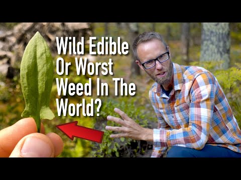 Wild Edible, Or the Worst Weed In the World- Sheep Sorrel