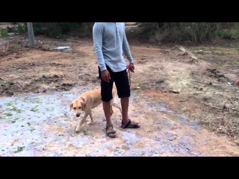 Gringo catching skills