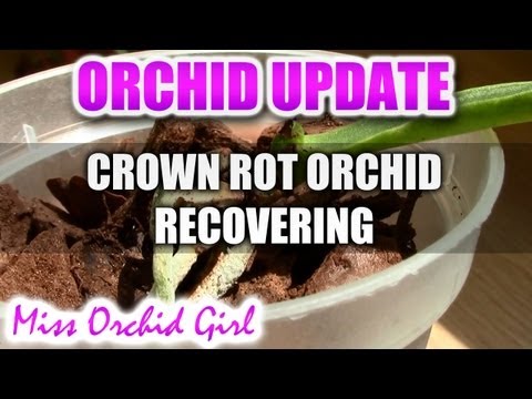 Orchid Update - Crown rot Orchid recovery Video