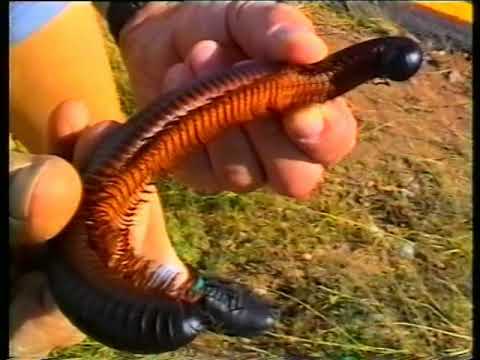 1993 NAMIBIAS SÜDEN TEIL 2 #2