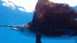 Catching and Tagging the Fastest Fish in the World | Fishing Impossible | The Travel Edit