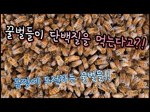 , title : '꿀벌들이 단백질을 먹는다고?! 몸짱에 도전하는 꿀벌들!!(화분떡 보충) 《Do Bees Need Protein?!》'
