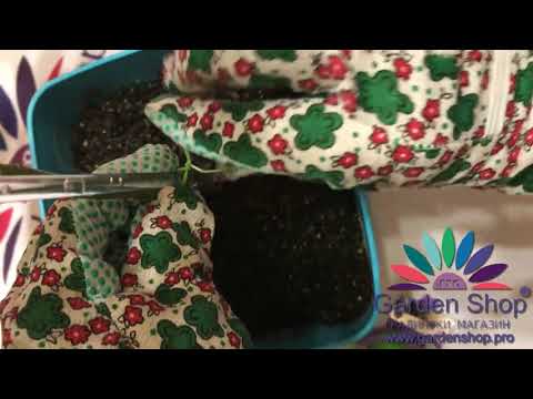 How to tie up pot plants with garden wire