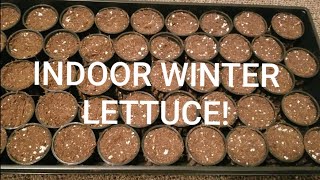 Growing indoor lettuce in the WINTER!