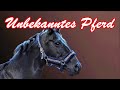 Unbekanntes Pferd + English Translation - Dicker Hund Unbekanntes Pferd + English Translation