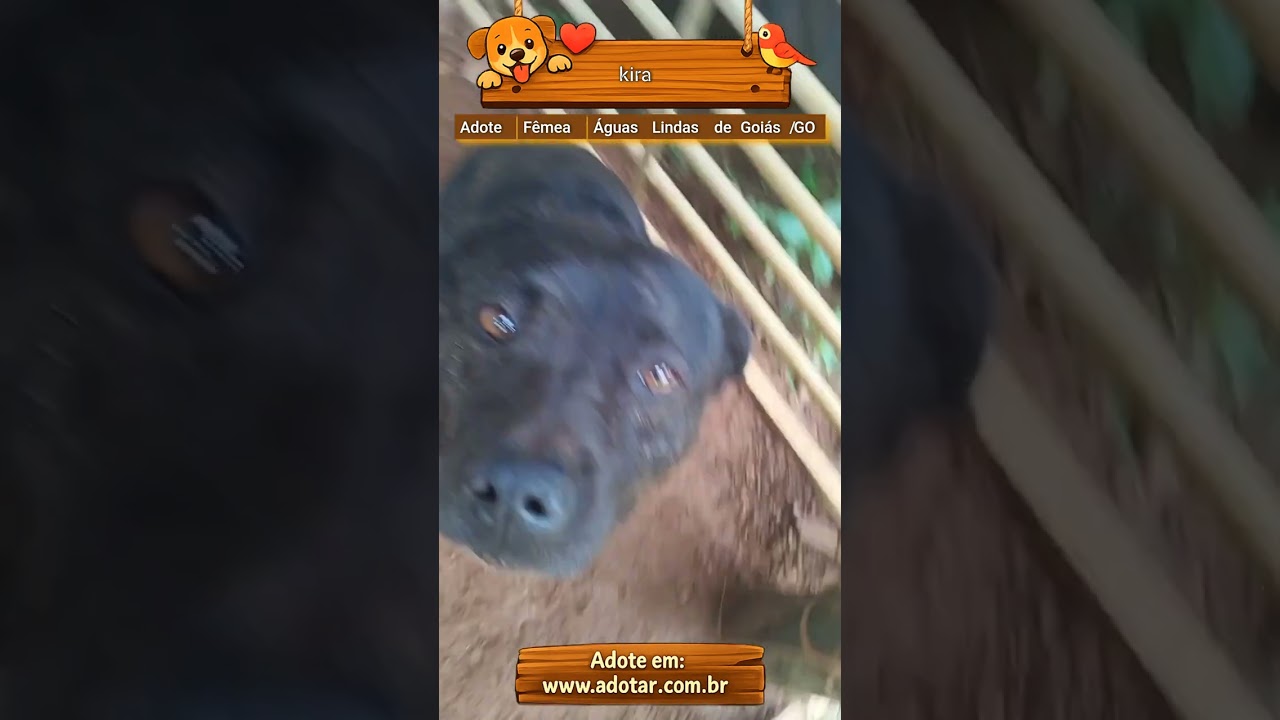 Cachorro raça SRD-ViraLata idade 2 anos nome kira