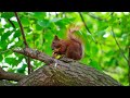 Videos For Cats To Watch Squirrel Videos Nature Videos Beautiful Whatsapp Status Soothing Videos