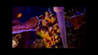 Sun Corals eating Blood Worms