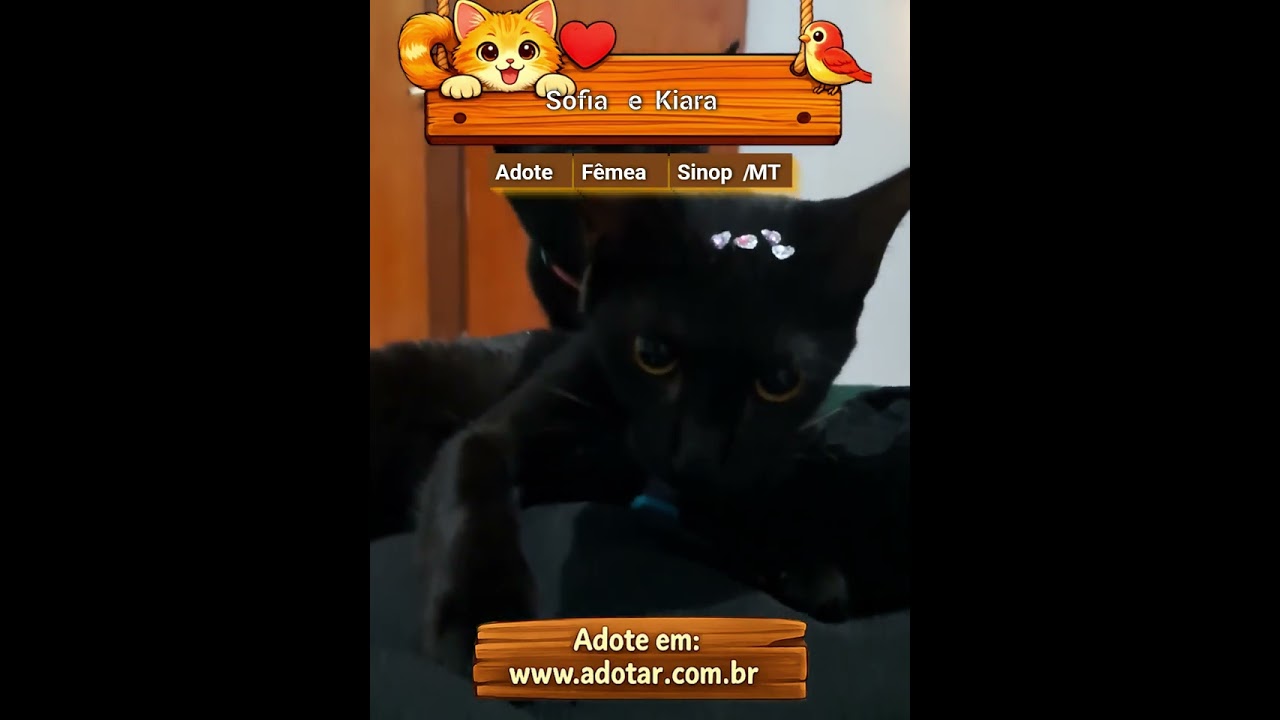 Gato raça SRD-ViraLata idade 2 a 6 meses nome Sofia e Kiara