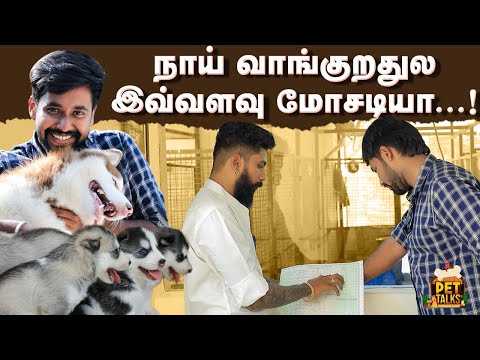 நாய் வாங்குறதுல இவ்வளவு மோசடியா..!!! | Pet Talks | Midhun | Blacksheep Go