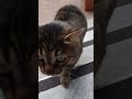 Gray Tabby Cat Says Meow Meow Shorts