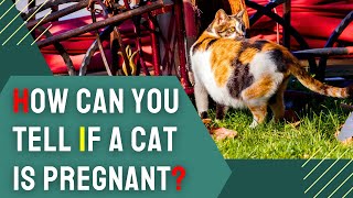 How Can You Tell If a Cat Is Pregnant? Top 5 Early Indicators Revealed!