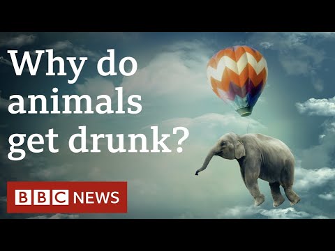 Do animals get drunk intentionally? - Deeply Human, BBC World Service