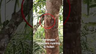 Download lagu Serangga bersuara nyaring di hutan membuat suasana menjadi tenang #tonggeret #shorts mp3