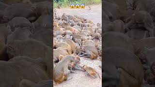 Wild Monkeys Take over Highway 😱🔥#shorts #monkey #crazymonkey #animals #monkeys #trending #viral