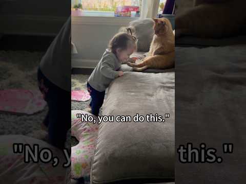 Interesting tabby cat#fyp #funny #catfortiktok #cat #pets #cute #catsoftiktok#foryoutube