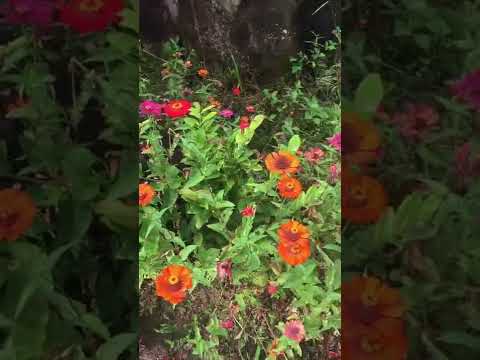 #shorts #asmr #flowers #garden