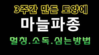 [텃밭농부.788]  3주간 만든 토양에 마늘파종하기 #마늘파종 #마늘재배