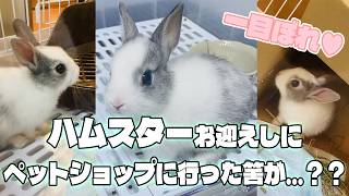 ハムスターを買うはずが…ペットショップで一目惚れしたミニうさぎが可愛すぎた🧂🐰