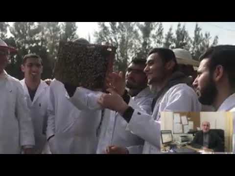 مساق تربية النحل في كلية الزراعة والطب البيطري