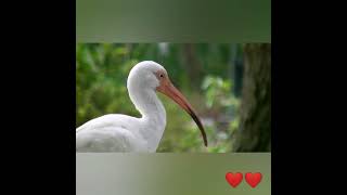 #shorts white stork 😍 #viral #shorts #viral #shorts vedio #shorts #shorts