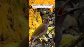 Download lagu Nature’s Singer: Streaky-Breasted Spiderhunter - Masteran Pijantung Gunung - burung pijantung gacor mp3
