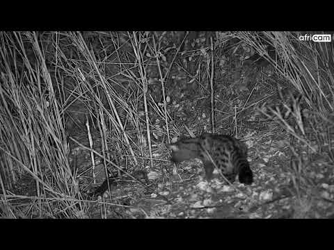 Spotted Genet and Rock Python at Olifants River.
