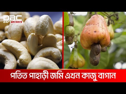 দামী কাজুবাদাম চাষ হচ্ছে কুমিল্লায়
