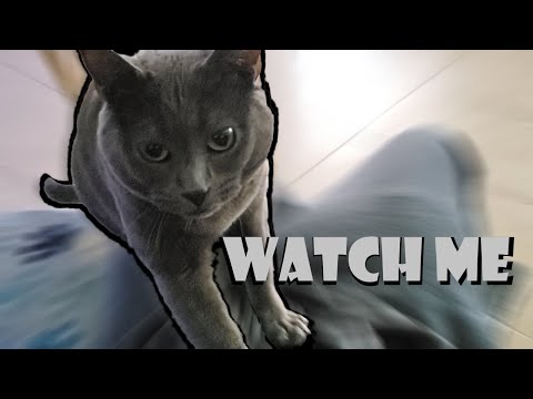 Does cats love their owners | cat massage reactions