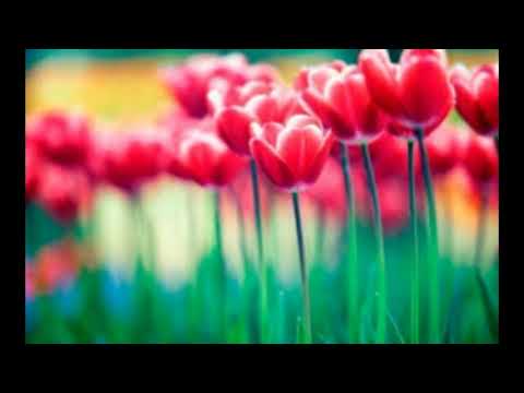 Album Completo La Luz del Mundo vol 4