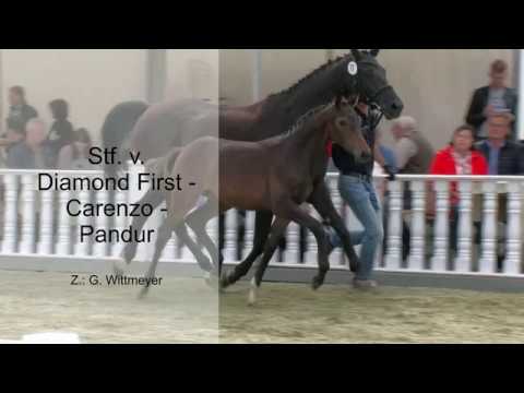 Stf v Diamond First x Carenzo x Pandur 2019