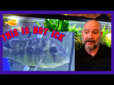 Epistylis Gives Ick A bad Reputation