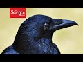 Why Bird Brains Are More Brilliant Than Anyone Suspected