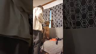 Video preview image #1 American Staffordshire Terrier-Unknown Mix Puppy For Sale in Arlington, VA, USA