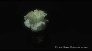 Time Lapse Flower Series #5