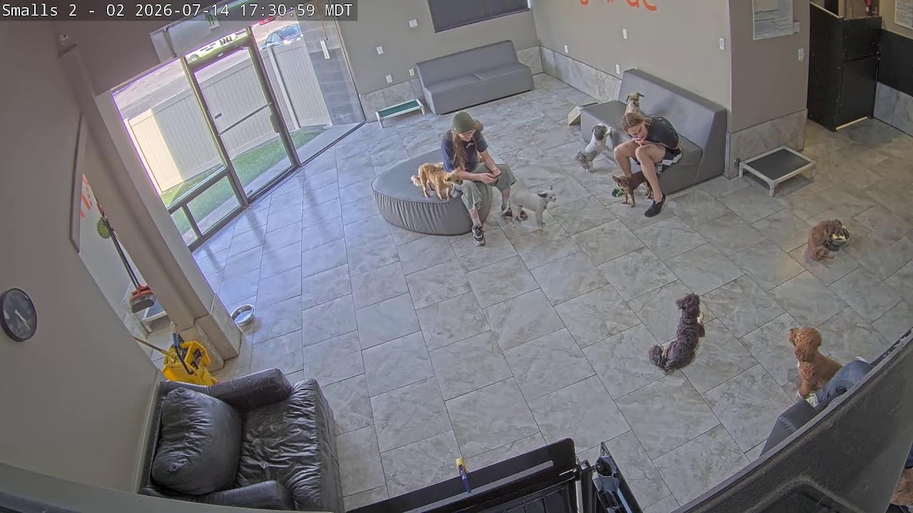Live webcam view of DogMode Small Dogs Lounge