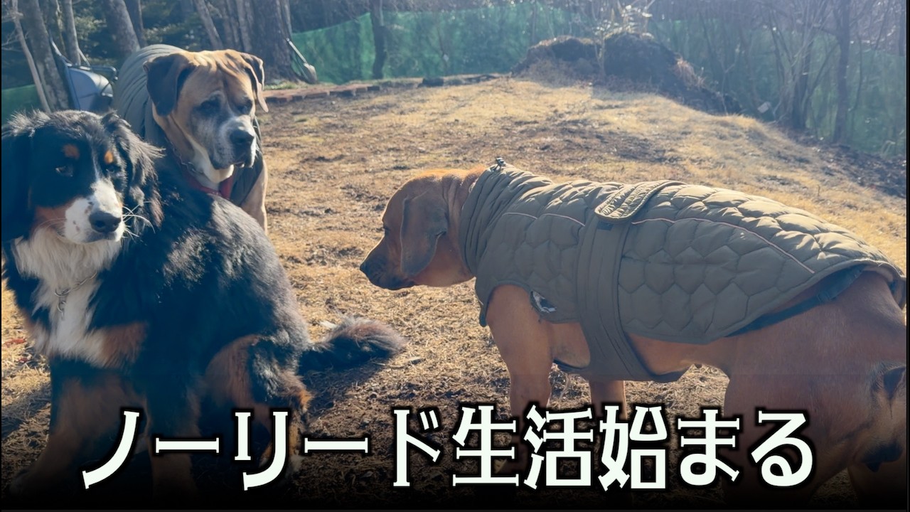 メイプルついにノーリードへ