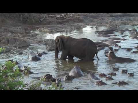Hippo vs. Elephant Tanzanie 2009
