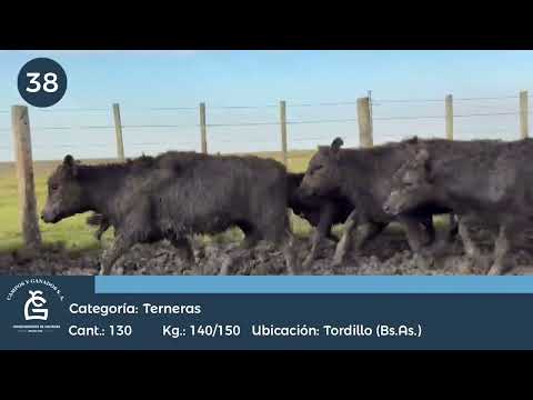 Lote Hembras Tordillo Bs As