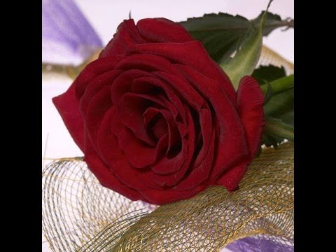 ✽❤✽ CVALA MI RUŽA MIRISNA ✽❤✽