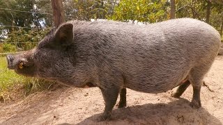 Pot Belly Pig Care For Beginners
