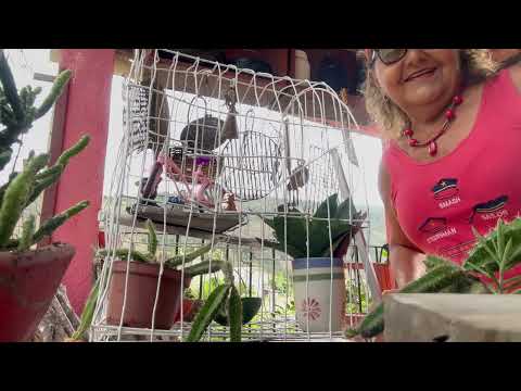 Fazendo do velho 👴 novo. Lindo 🤩 Paulo Jacinto Alagoas 