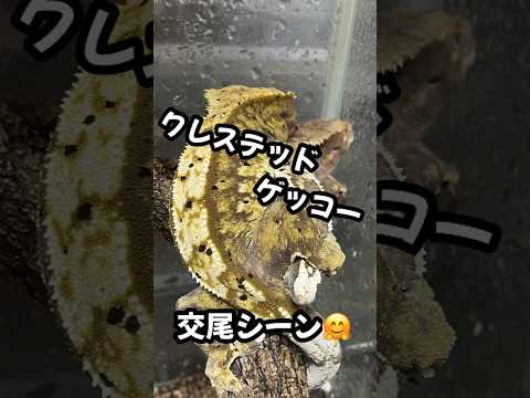 ラコダクティルス・リーチアヌスについて詳しく解説