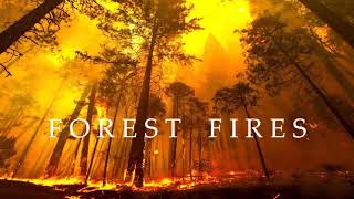 Forest Fires - Lyrics Video