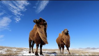 長髪でイケメンな冬のフタコブラクダ。モンゴルとロシアとの国境スフバートルとアルタンブラッグまでドライブ｜Goproトノ｜