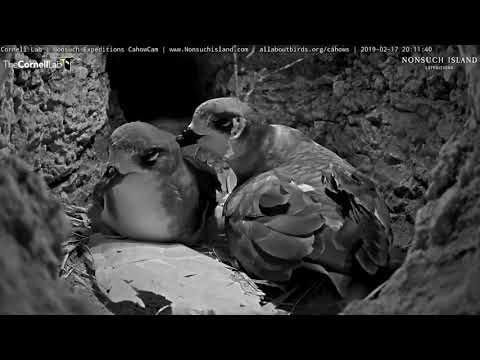 Female Cahow Returns After Long Foraging Trip – Feb. 17, 2019